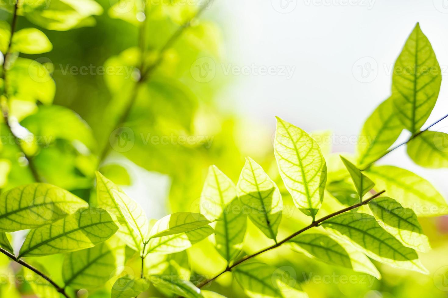 Beautiful green leaves with sunlight. photo