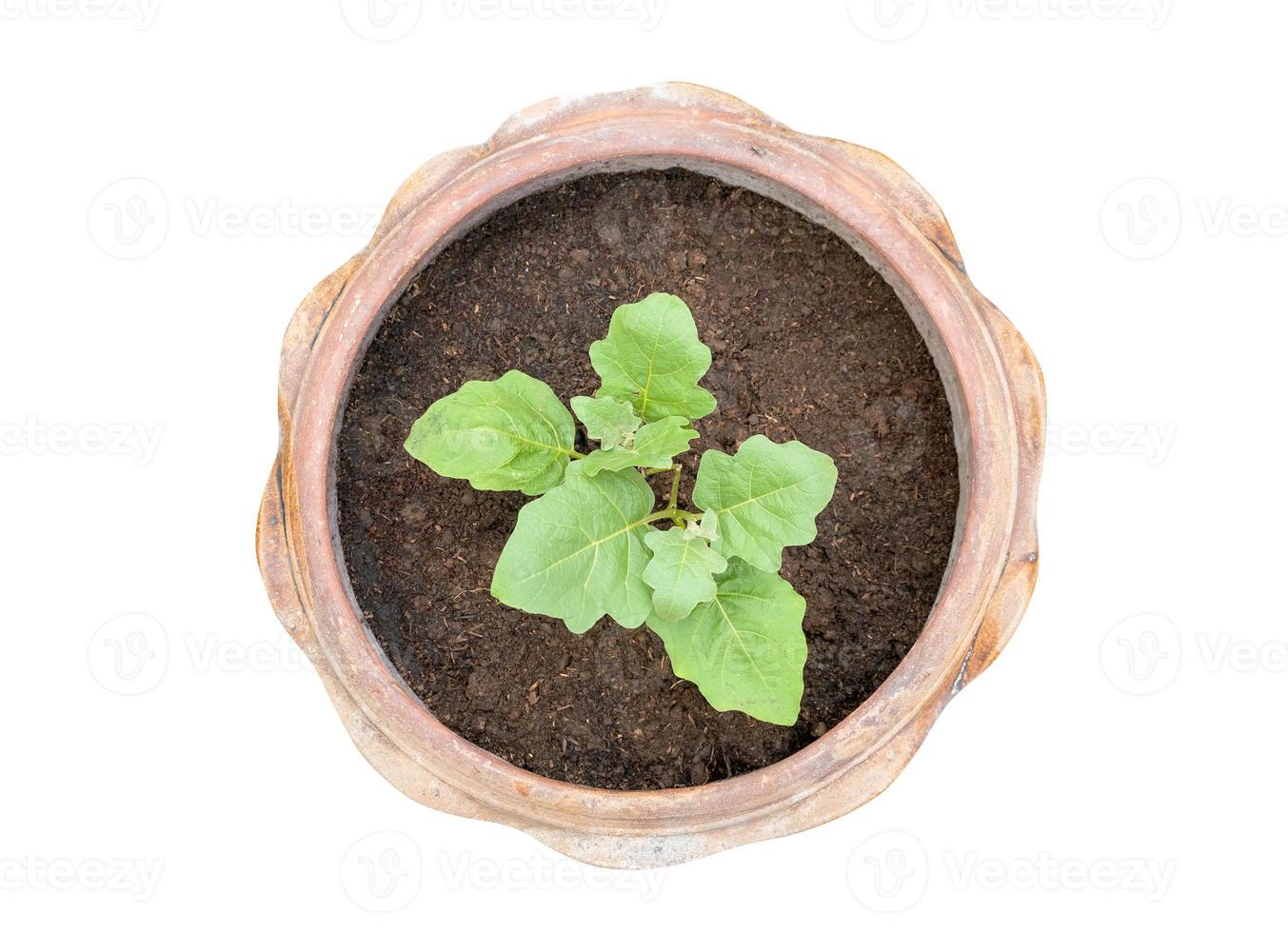 Vista superior de la plantación de árboles pequeños en maceta de terracota aislado en blanco. foto