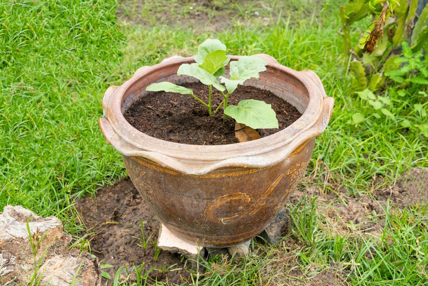 A small tree plantation in Terra Cotta pot. photo