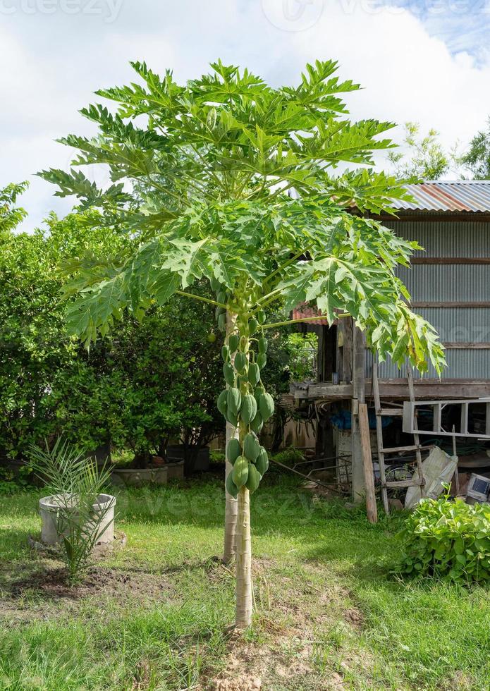 árbol de papaya en el área del patio trasero. foto
