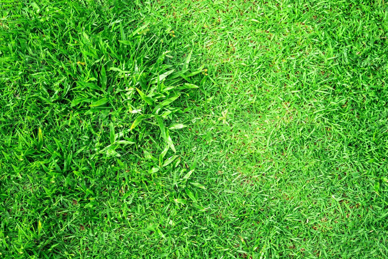 textura de hierba verde para el fondo. patrón de césped verde y textura de fondo. foto