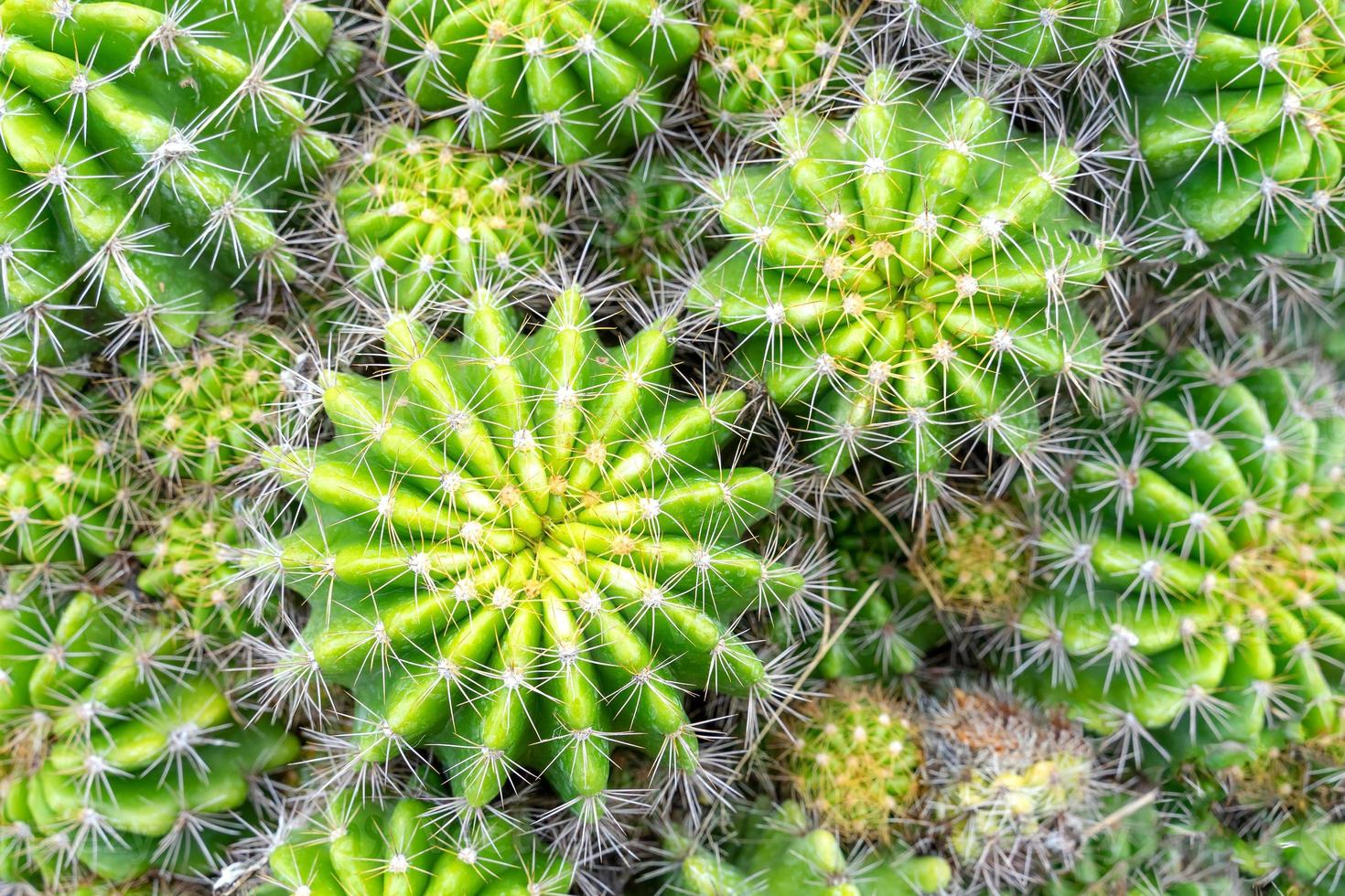hermoso cactus en el jardín. ampliamente cultivada como planta ornamental. foto