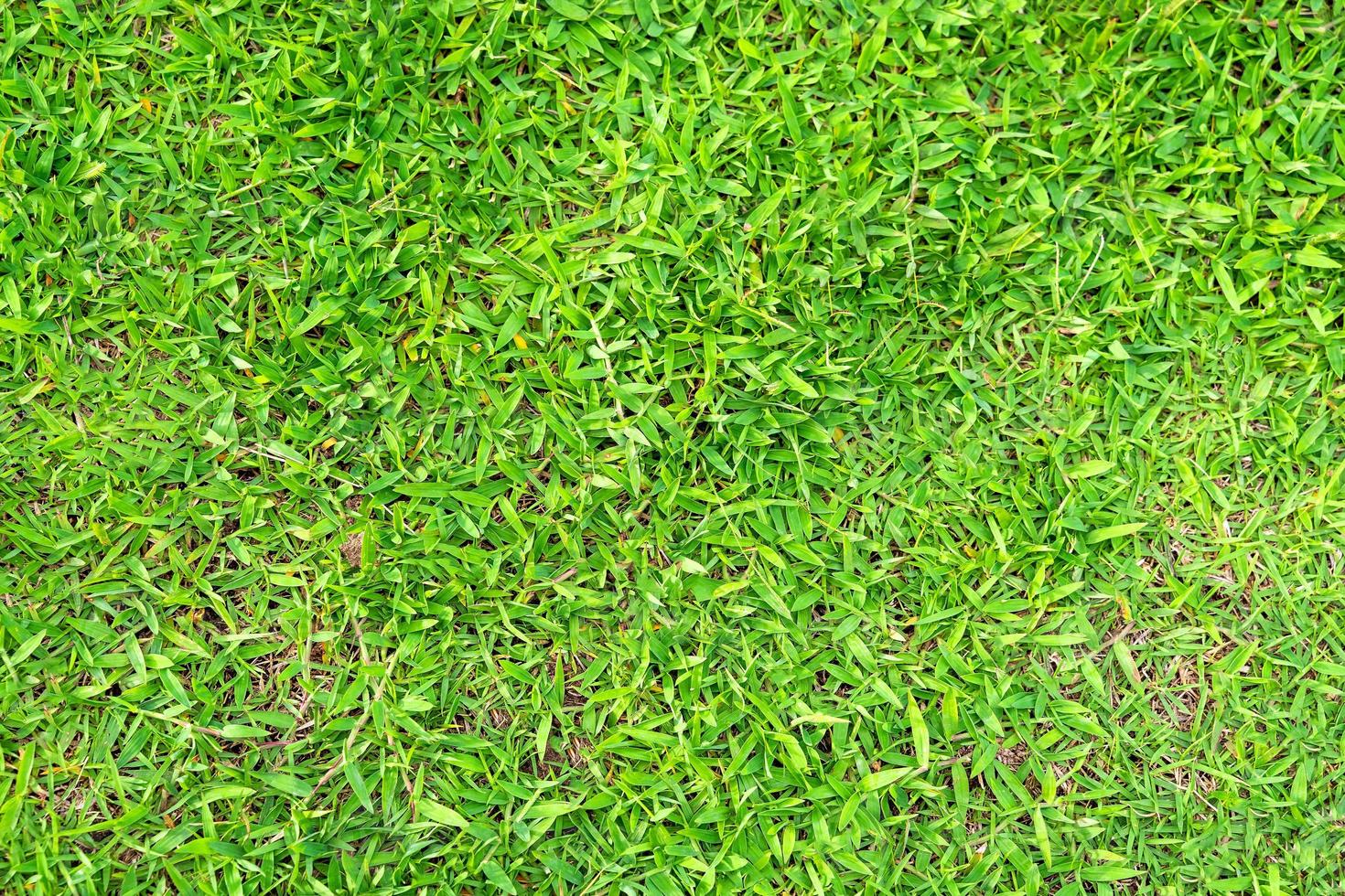 Green grass texture for background. Green lawn pattern and texture background. photo