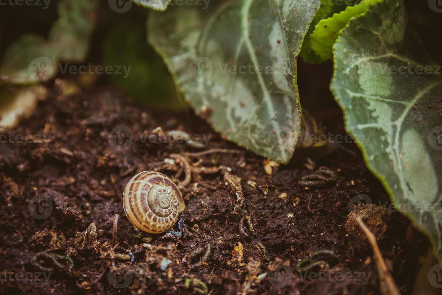 Empty snail shell on the ground at the garden photo