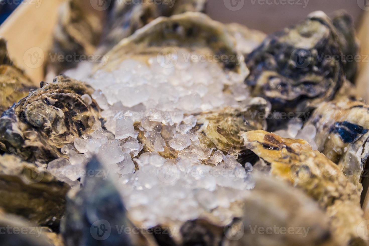 Fresh shell oysters at a fish market stall 3679725 Stock Photo at Vecteezy