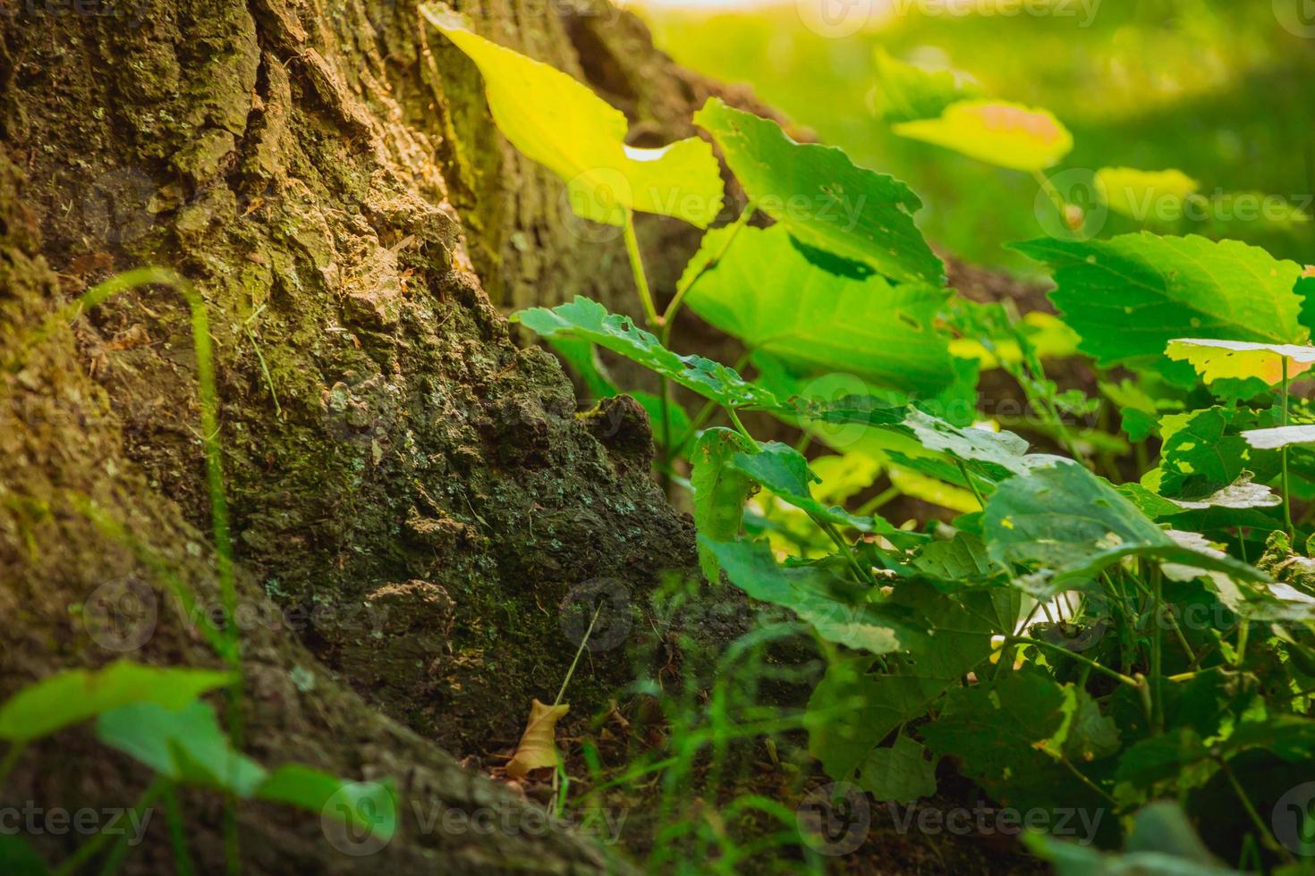 Cerca de la parte inferior del tronco de un árbol con plantas verdes y césped en el suelo con rayos de sol brillan sobre él foto