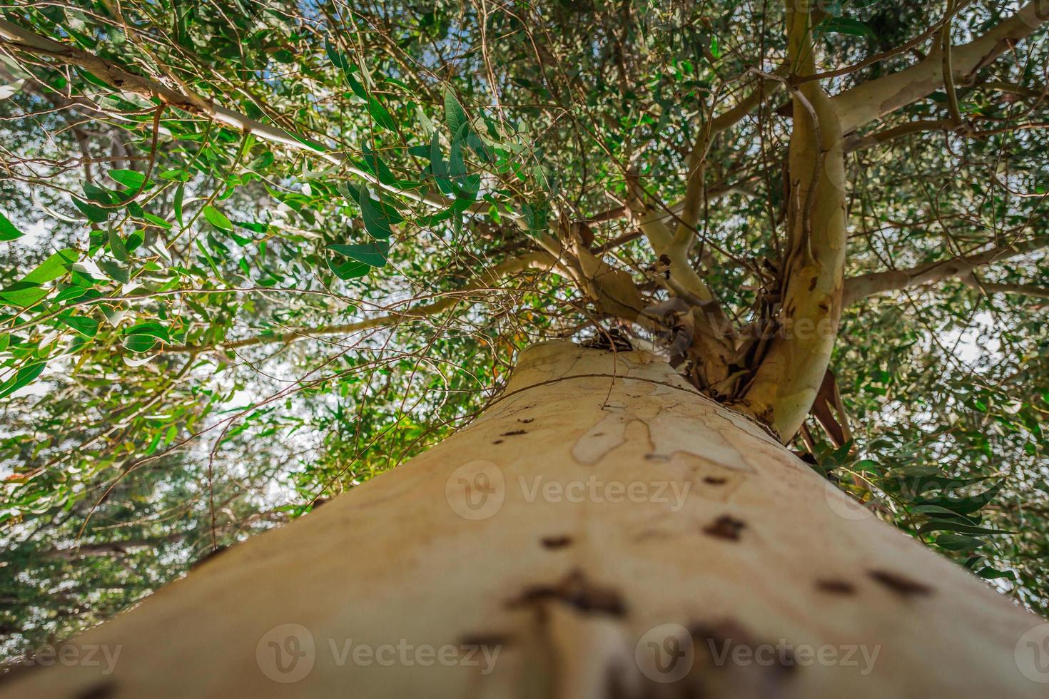 árbol de eucalipto desde abajo foto