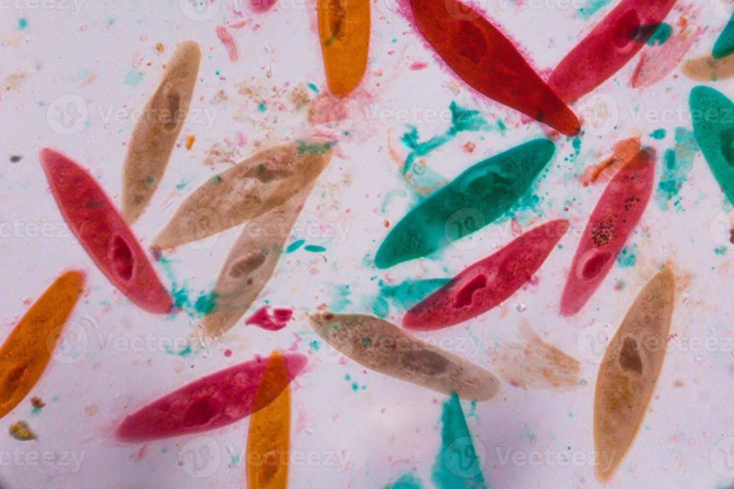 Paramecium caudatum under the microscope - Abstract shapes in color of green, red, orange and brown on white background photo