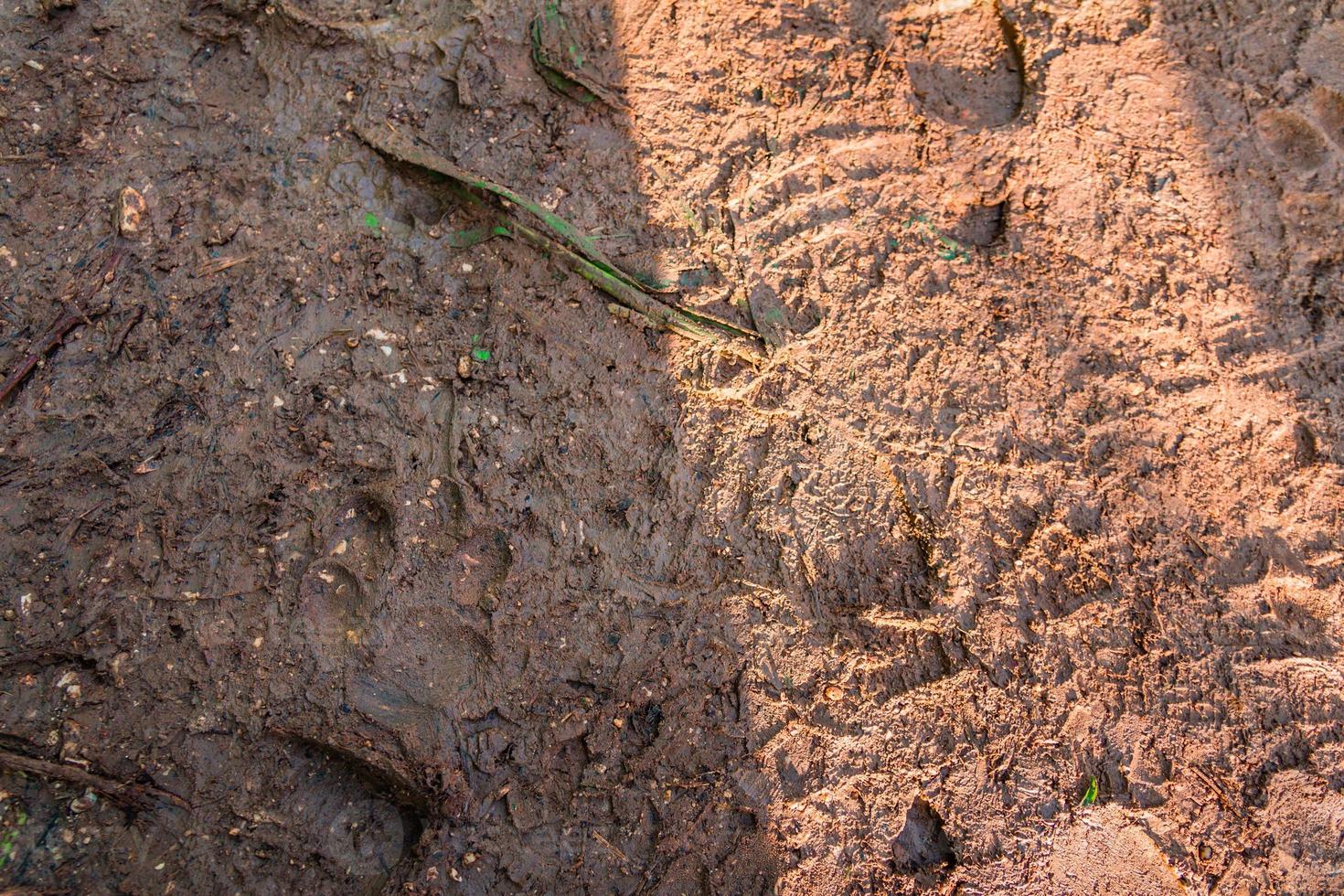 Texture of mud with footprints of animals and people's shoes photo