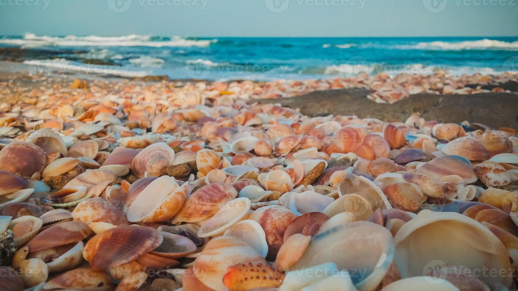 Sea shells on the beach photo