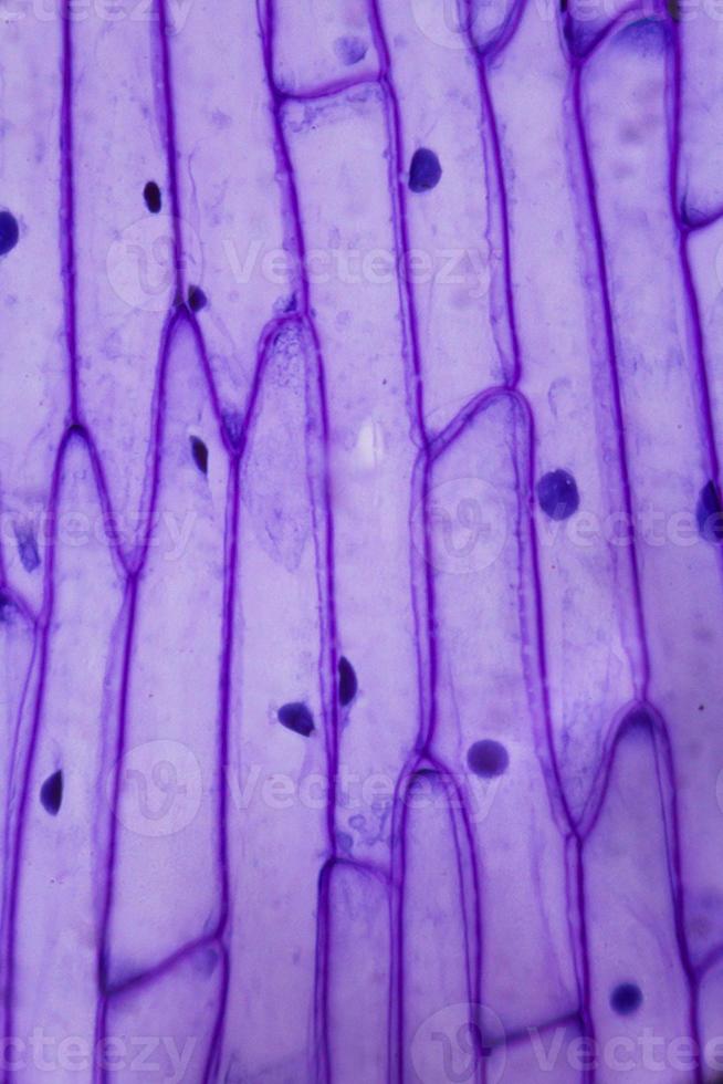 Purple onion peel under the microscope photo