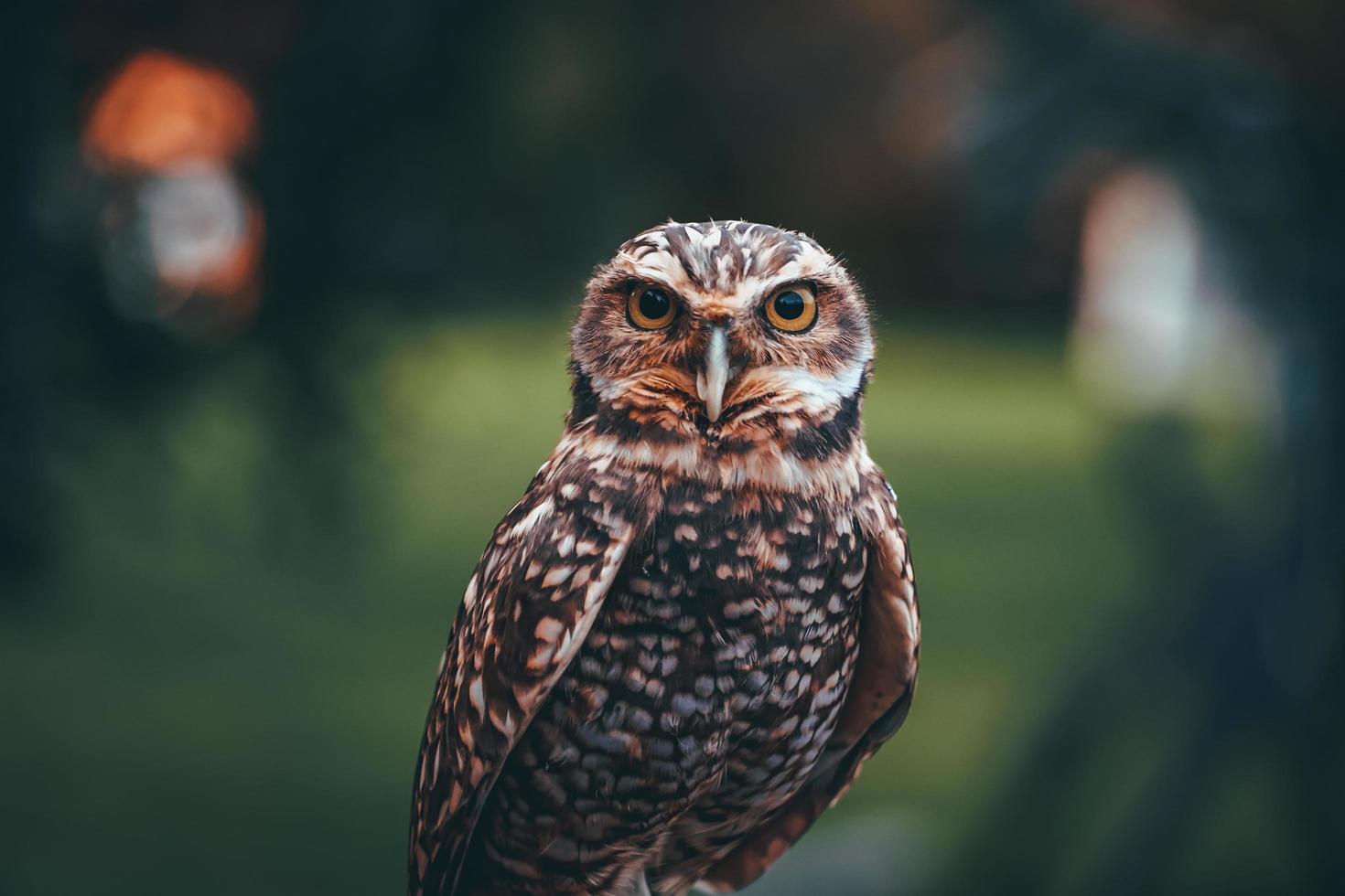 Photo of an Owl in macro photography, high resolution photo of owl cub. The bureaucratic owl, also called field-buckthorn