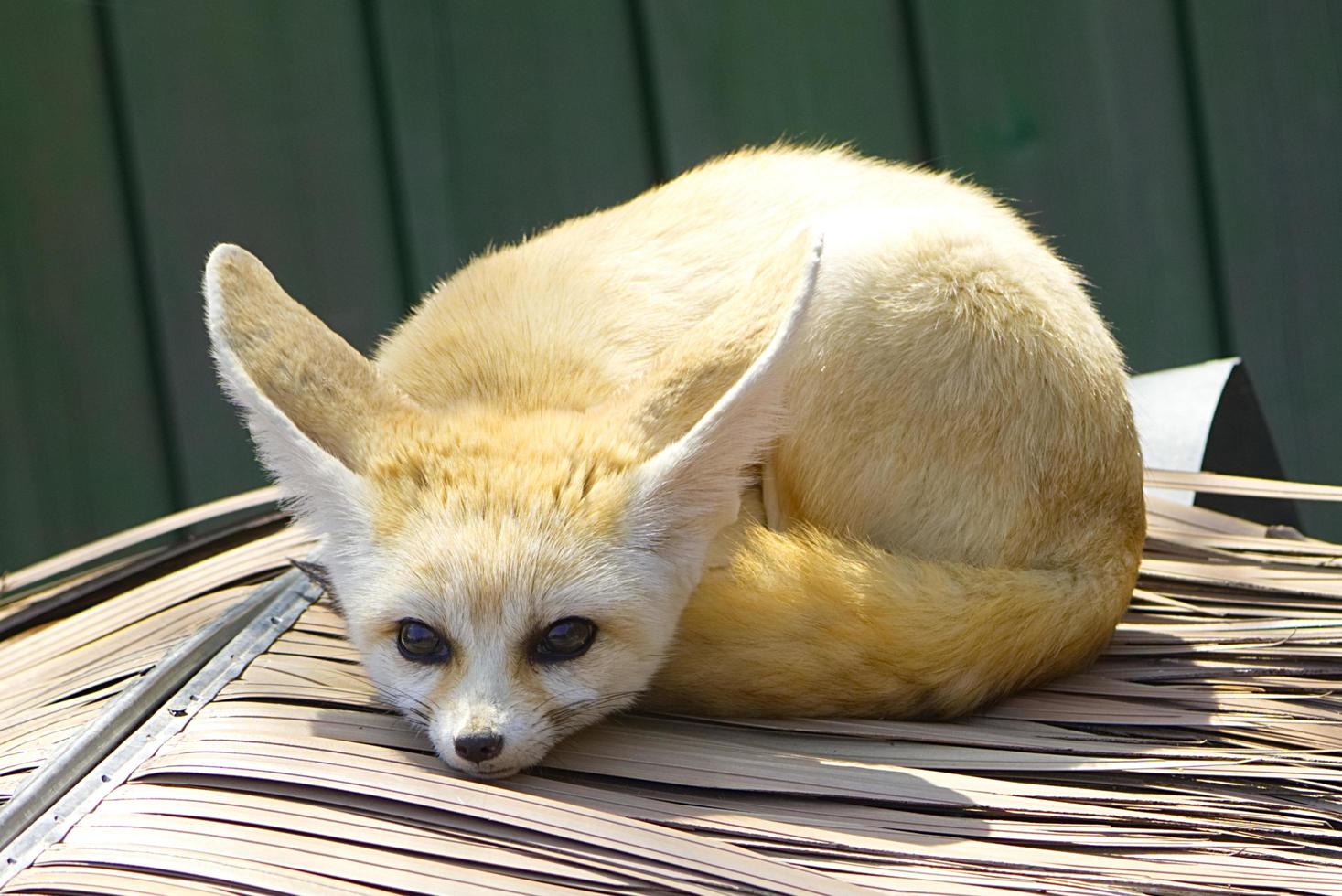 close up of fennec fox photo