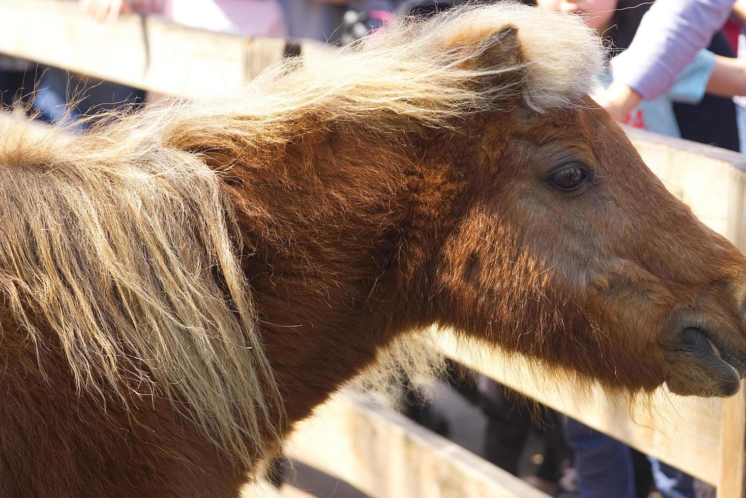 brown cute little pony horse photo