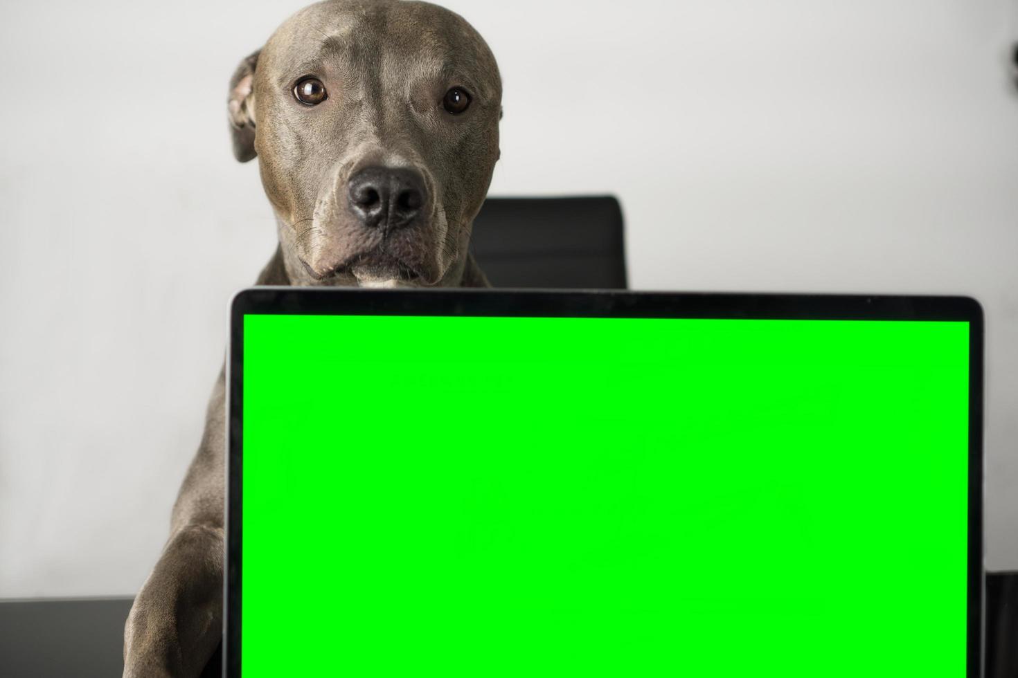 perro pit bull con cara linda sentado en la silla foto