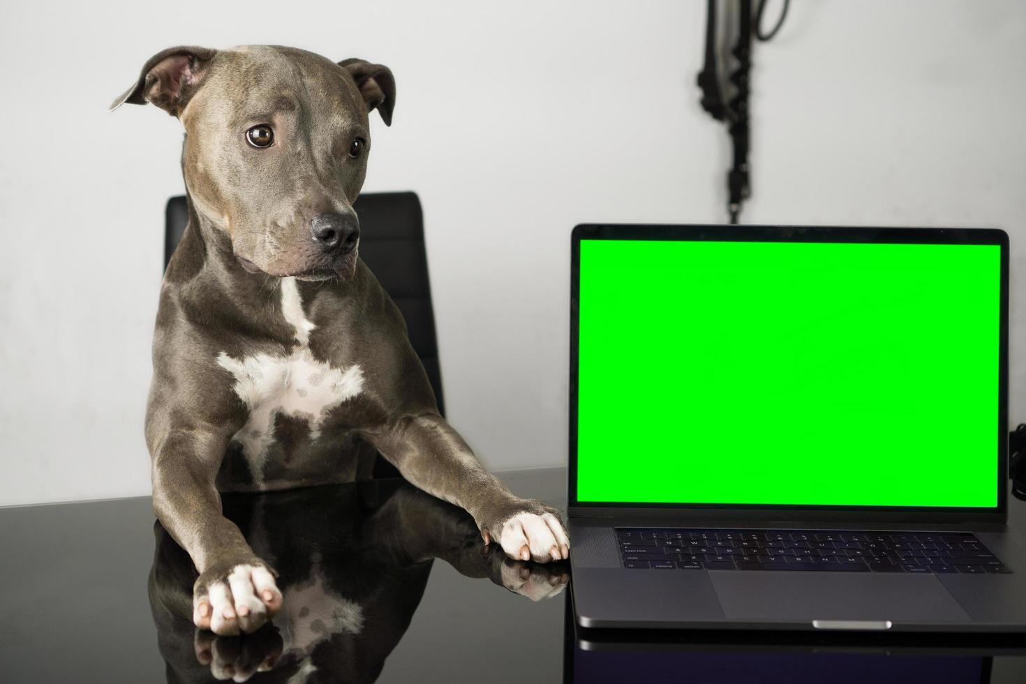 Pit bull dog with cute face sitting on the chair photo