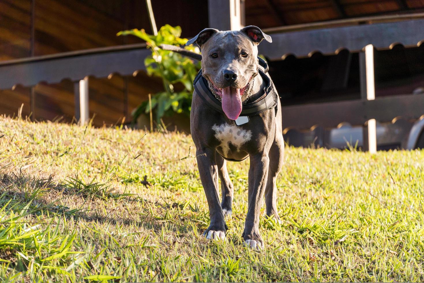 Perro pit bull jugando en un campo abierto al atardecer foto