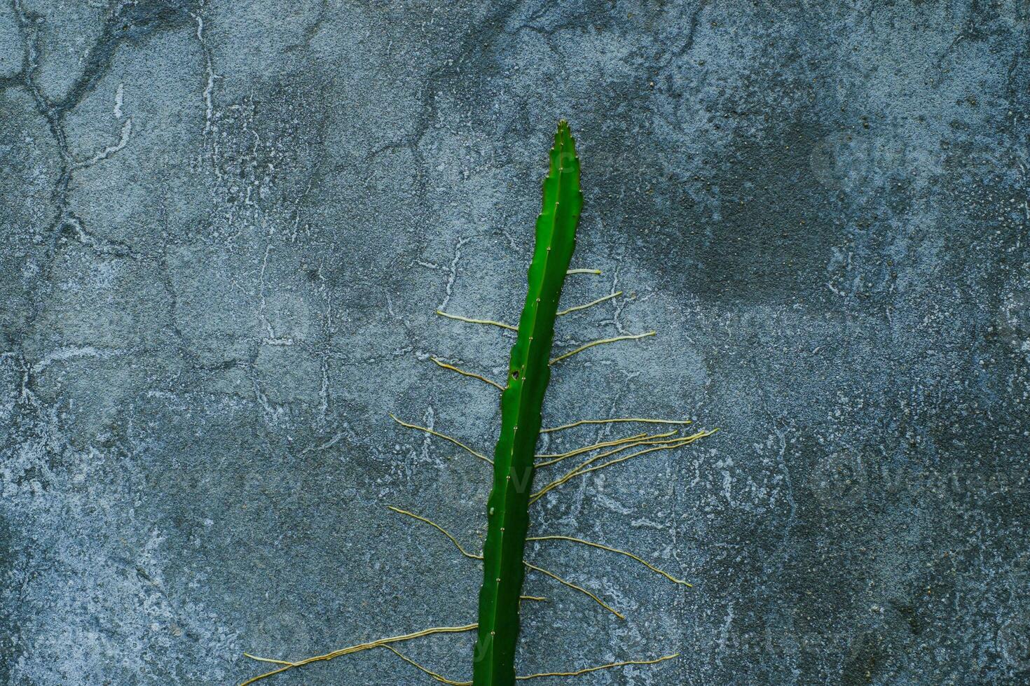 cactus que crecen en el muro de hormigón agrietado foto