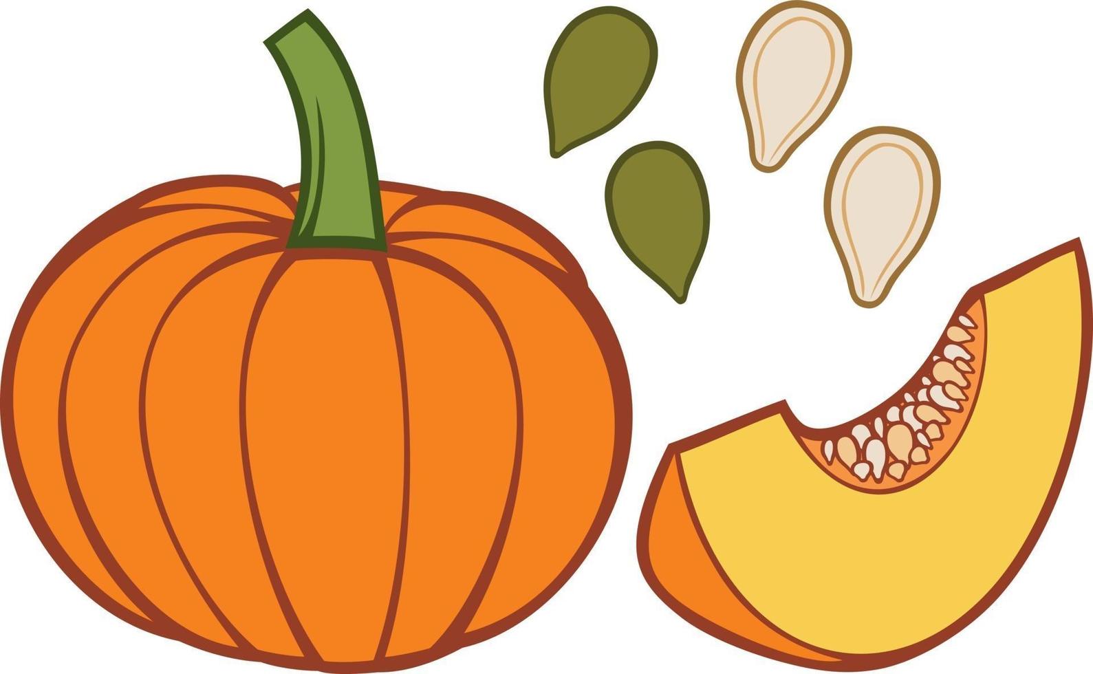 calabaza con rodajas y semillas vector