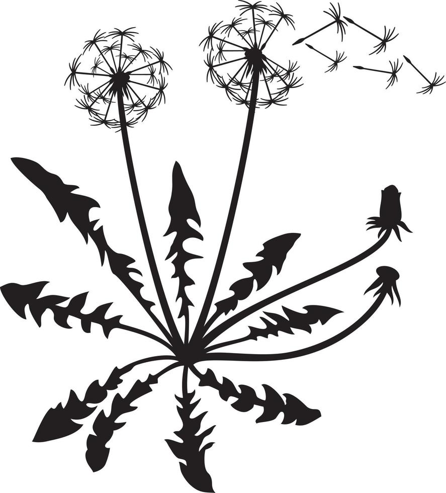 Dandelion Plant and Seeds vector