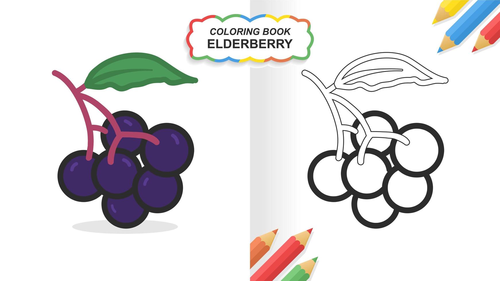 Elderberry hand drawn coloring book for learning. Flat color ready to print vector