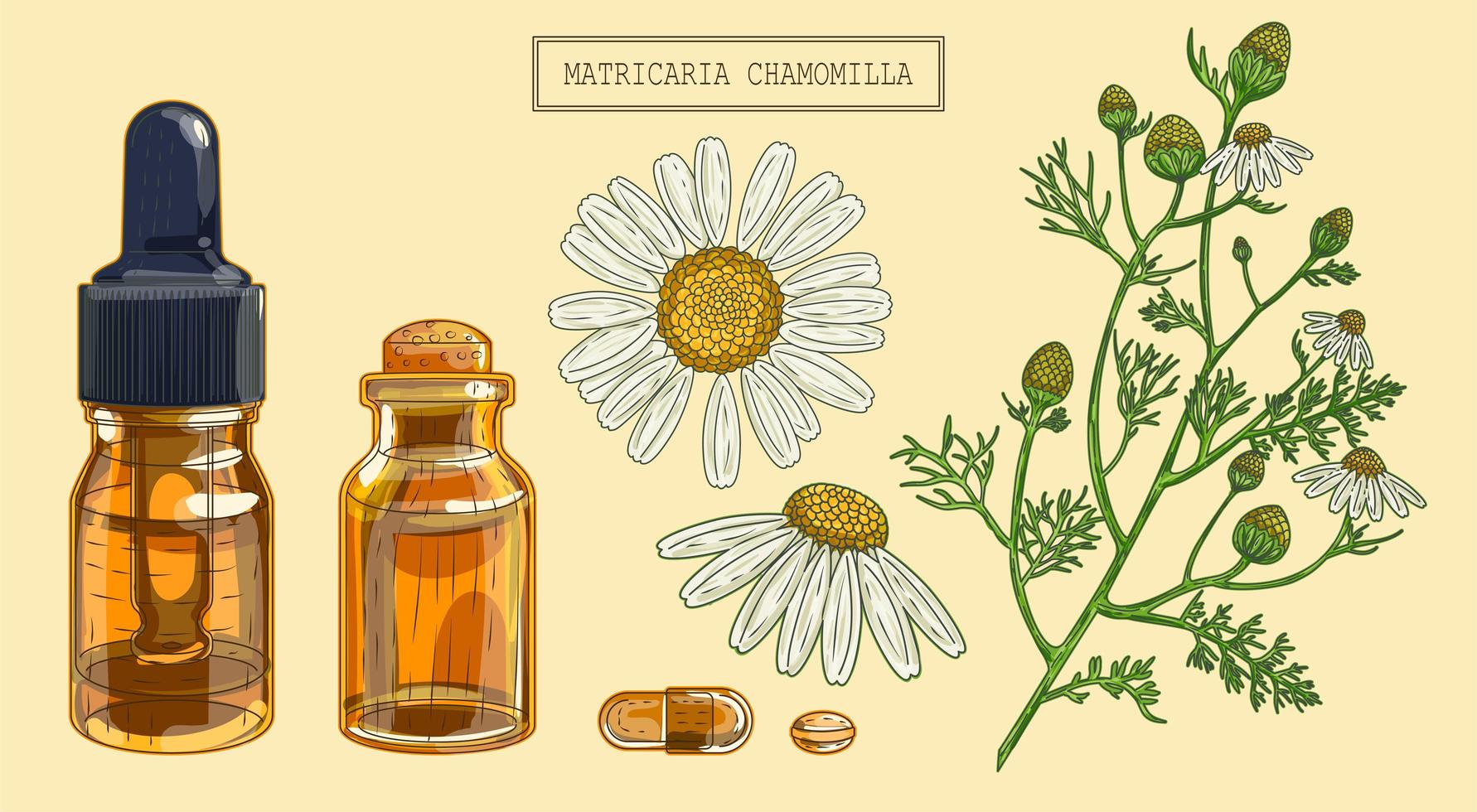 Chamomile and Two Vials vector