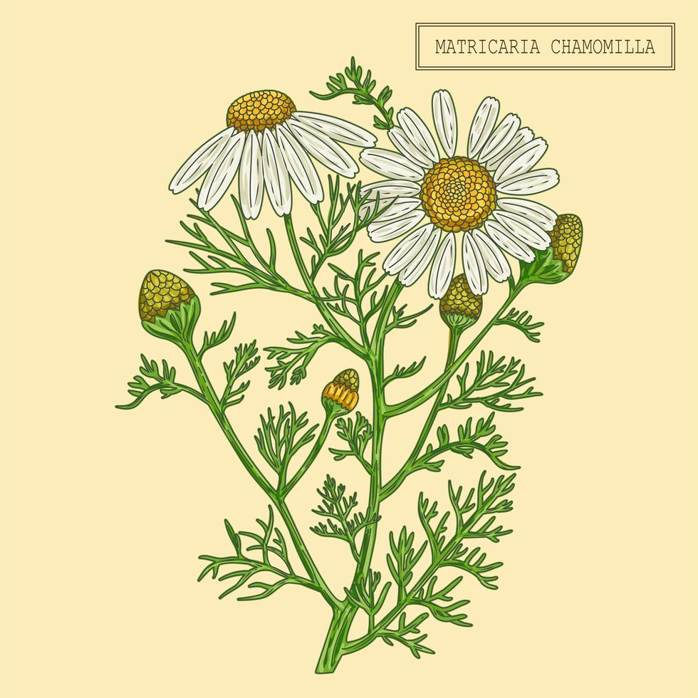 Medical Chamomile Branch vector