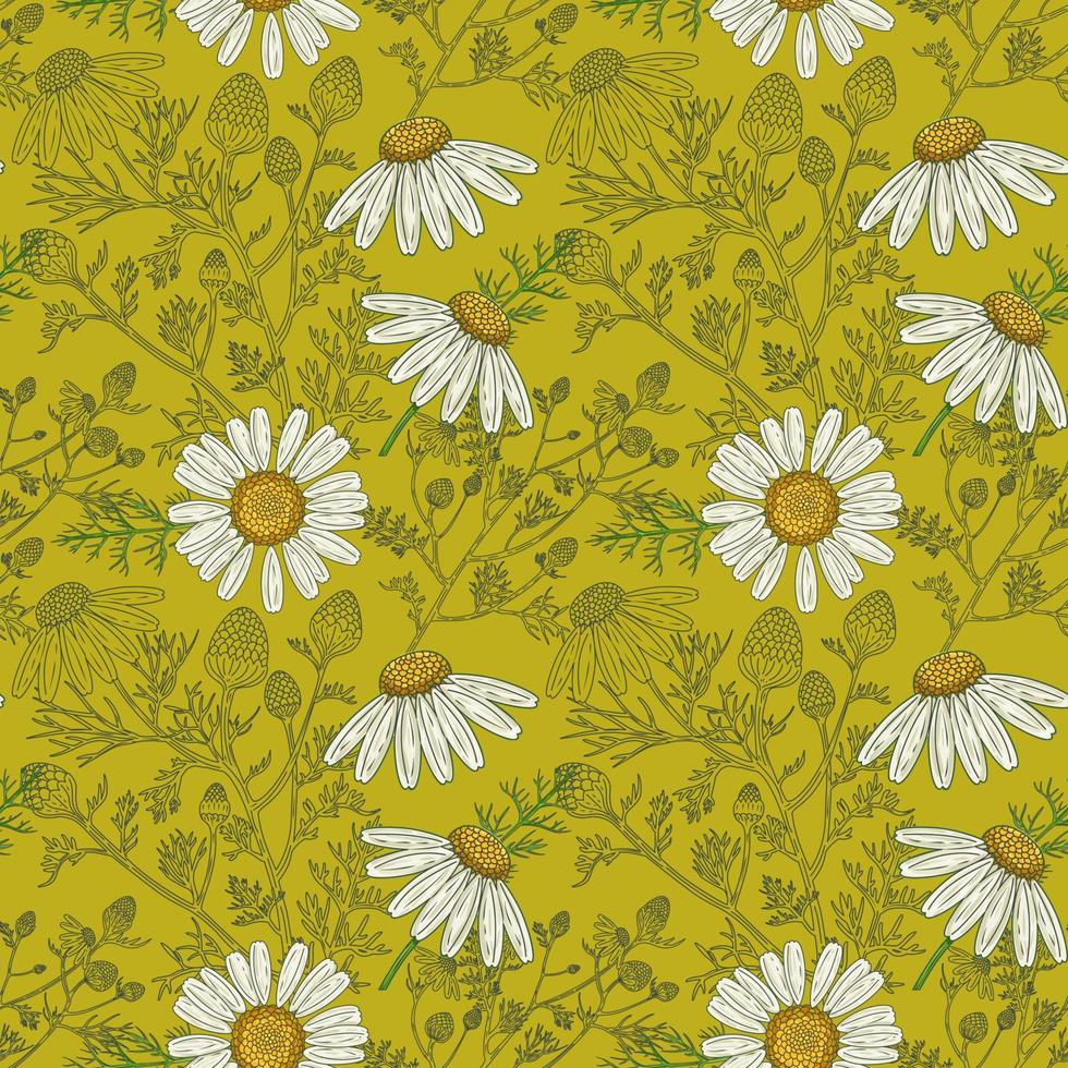 Medical Chamomile Branch and Flowers hand drawn green seamless pattern in a retro style vector