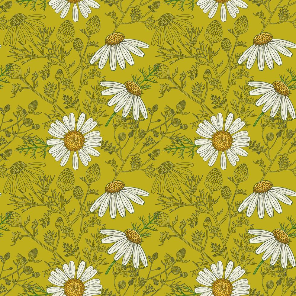 Medical Chamomile Branch and Flowers hand drawn green seamless pattern in a retro style vector