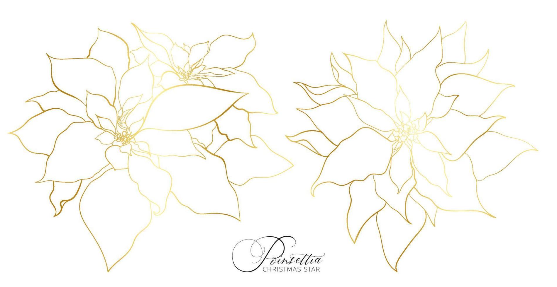 Poinsettia inflorescence in an elegant golden line. Elements for Christmas and New Year holidays decorations. vector