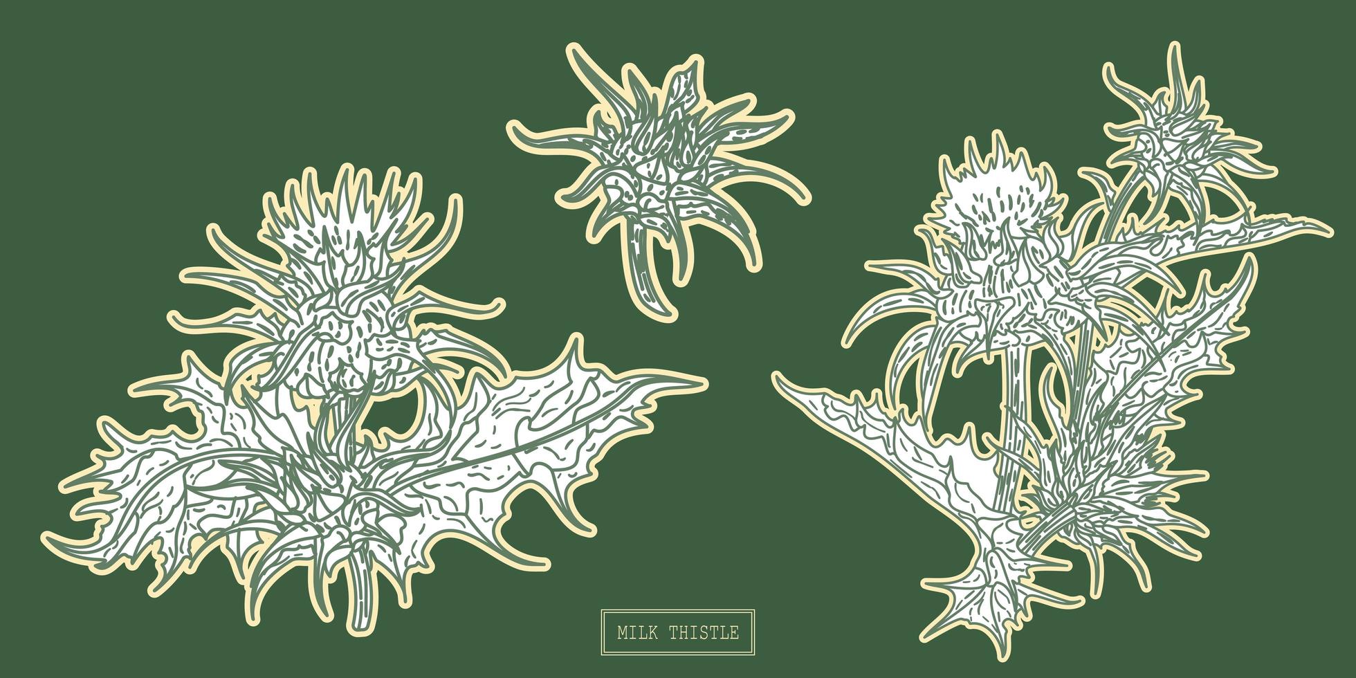 Medical milk thistle plant sketch vector