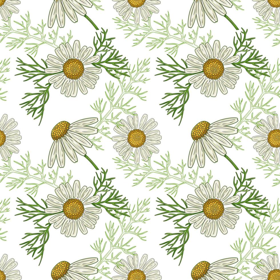 Medical Chamomile Flowers, hand drawn seamless pattern in a retro style vector