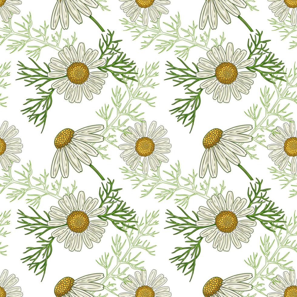 Medical Chamomile Flowers, hand drawn seamless pattern in a retro style vector