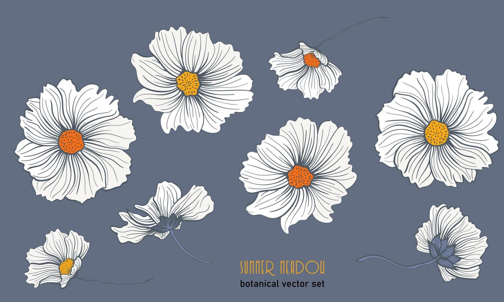 Flores silvestres de margarita blanca sobre un fondo gris claro. conjunto botánico floral de prado de verano vector