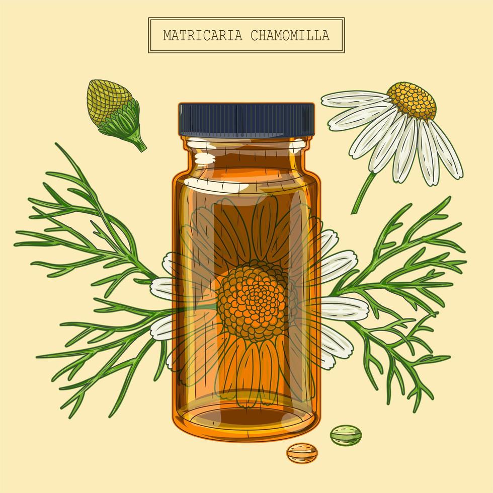 Medical Chamomile branch and vial and pills vector