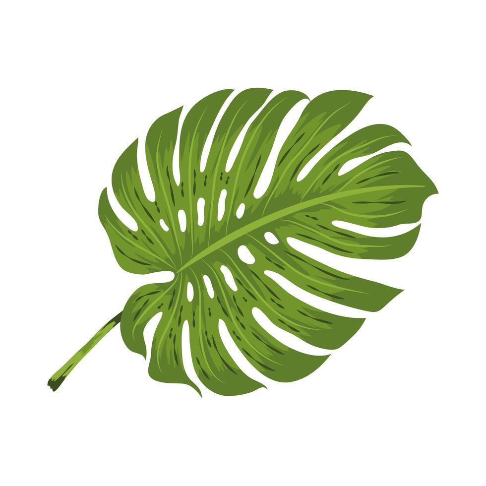 exotic leaf palm vector