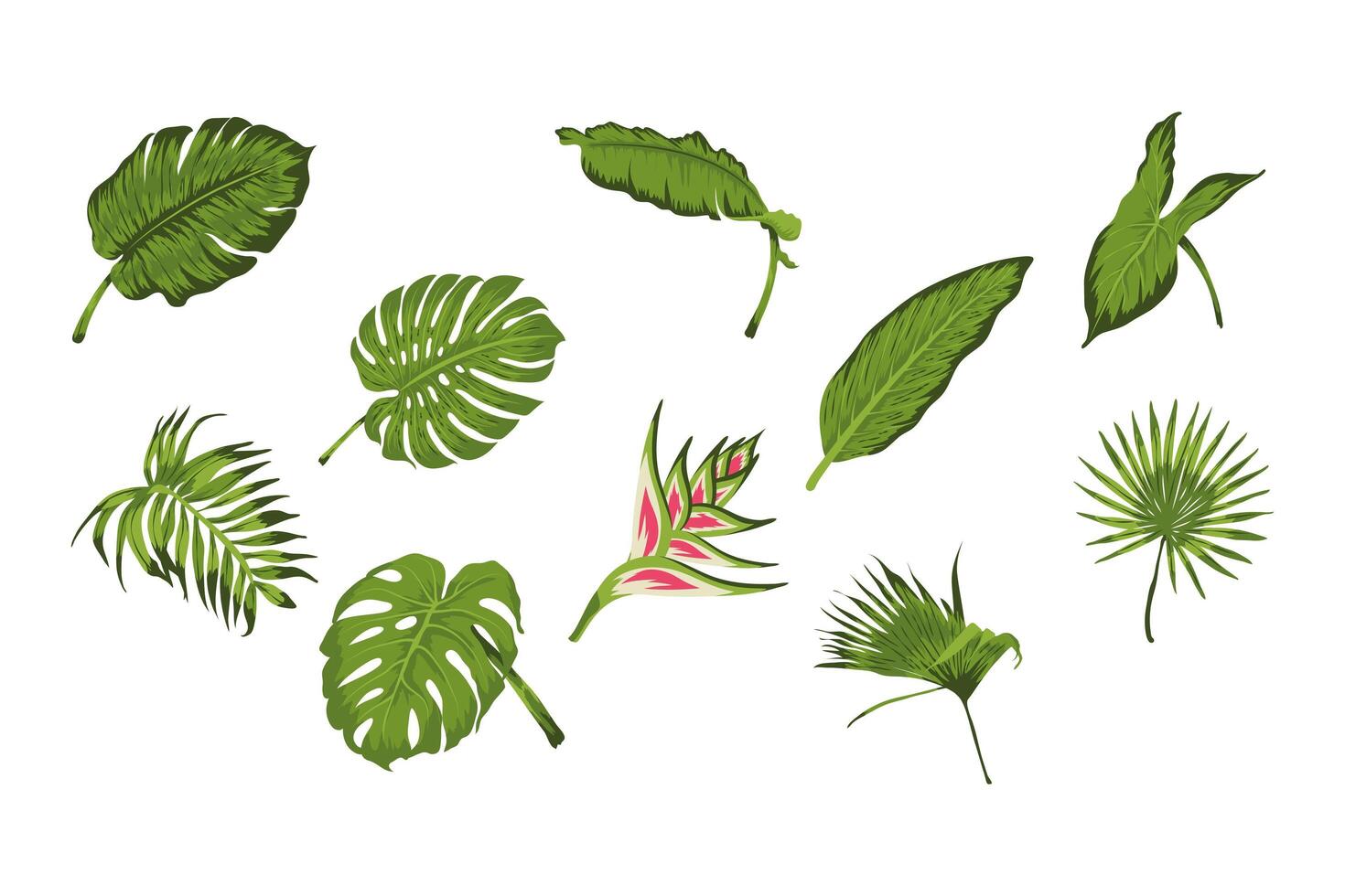 heliconia with foliage vector
