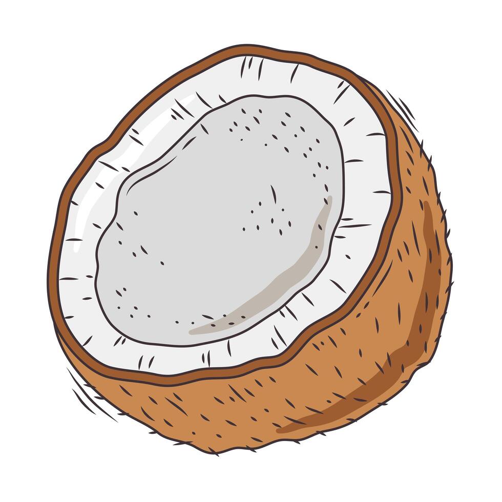 coconut half fruit vector