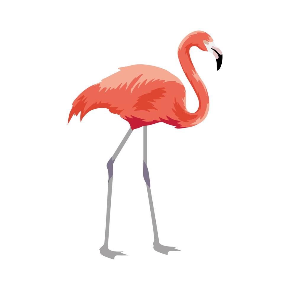 flamingo exotic bird vector