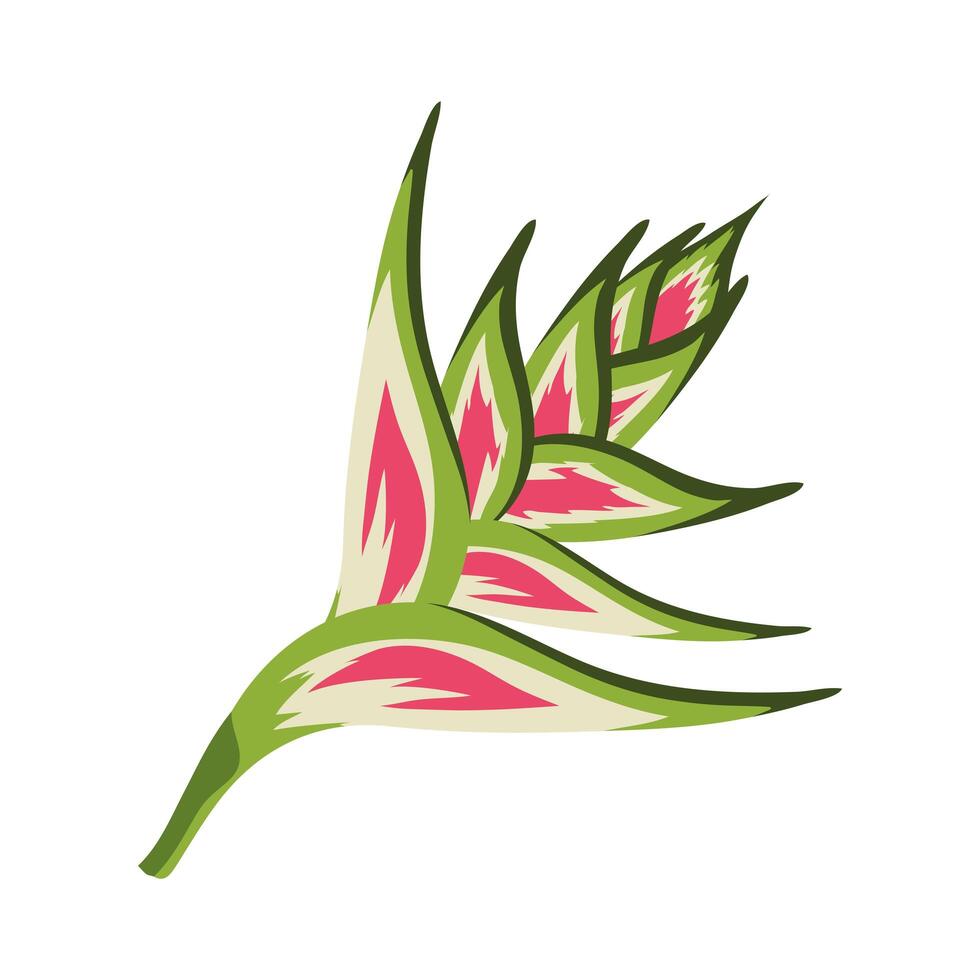 exotic heliconia plant vector