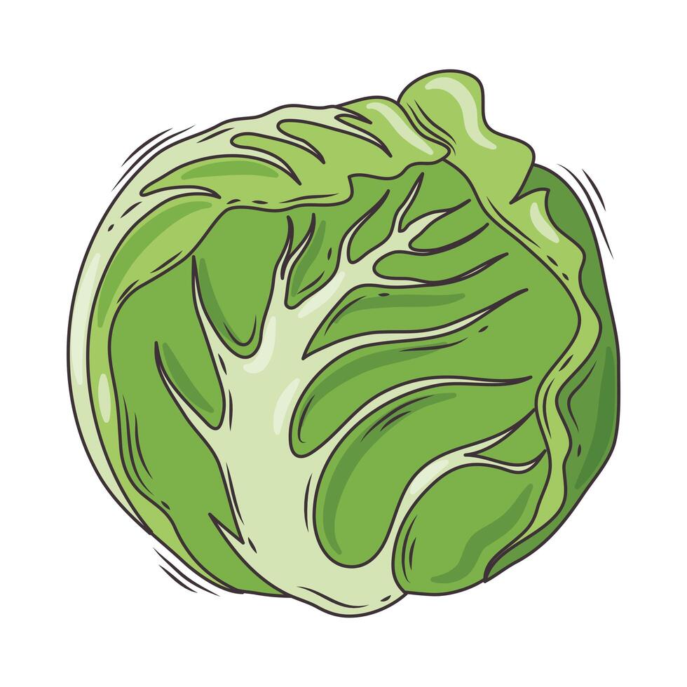 lechuga vegetal fresca vector