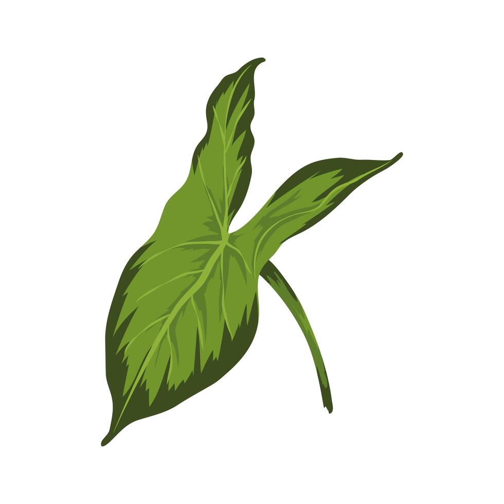 exotic leave palm vector