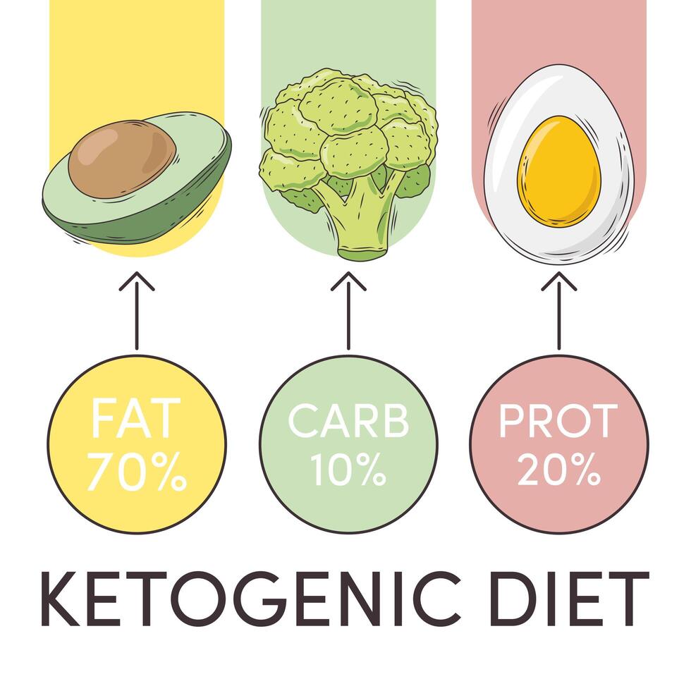 ketogenic diet chart vector