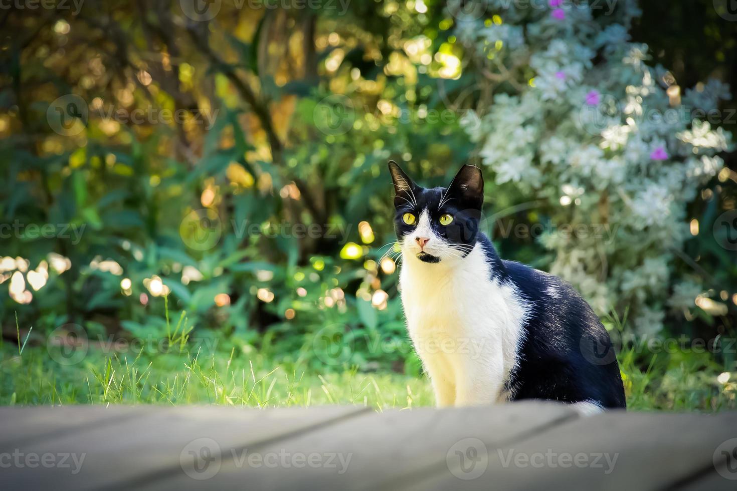 Black and white cat on the green grass in the backyard photo