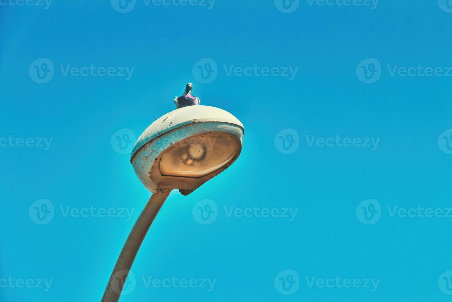 Pigeon bird stands and rests on a street lamp post in Tel Aviv on summer sunny day with clear beautiful sky photo