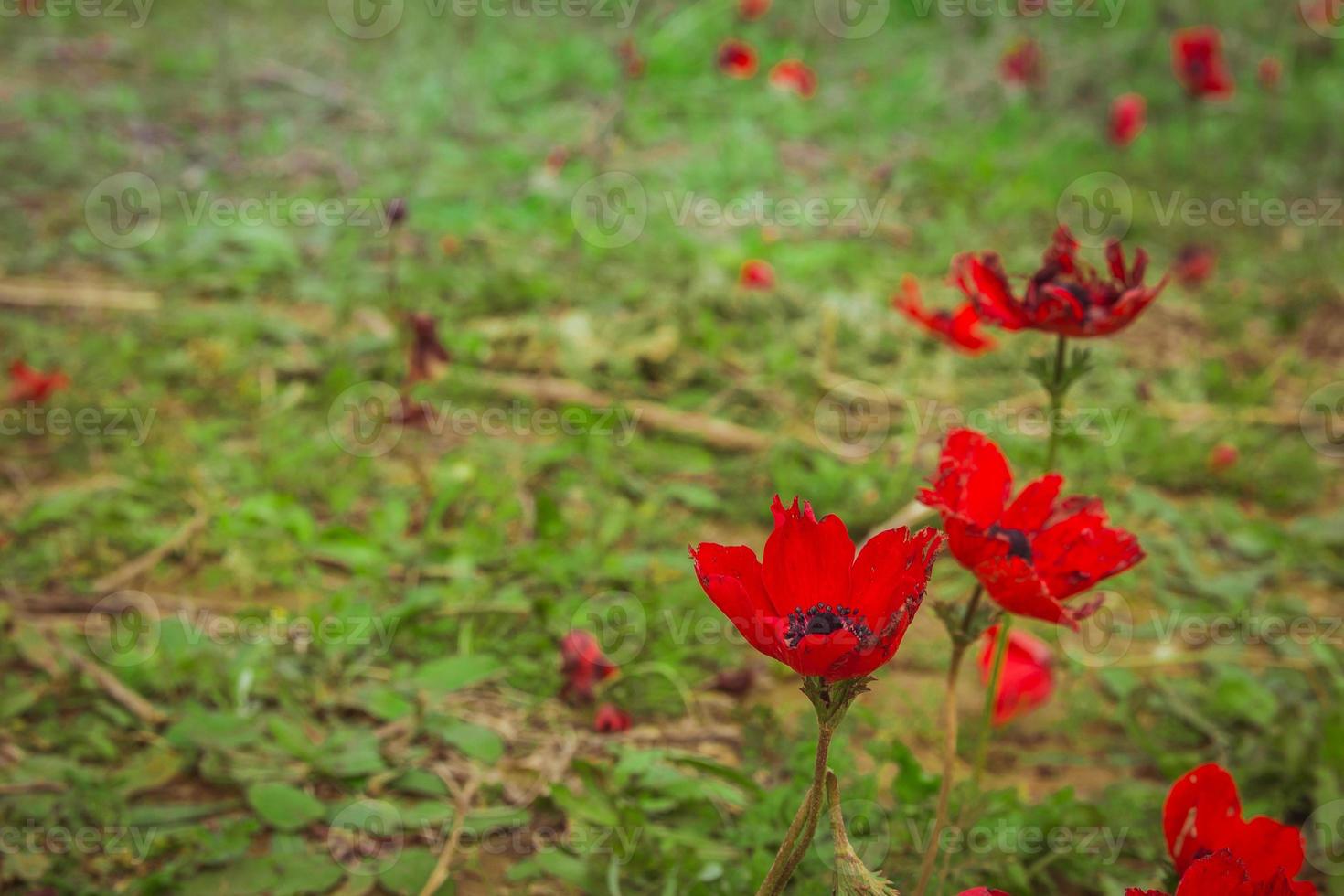 Field of red anemones photo