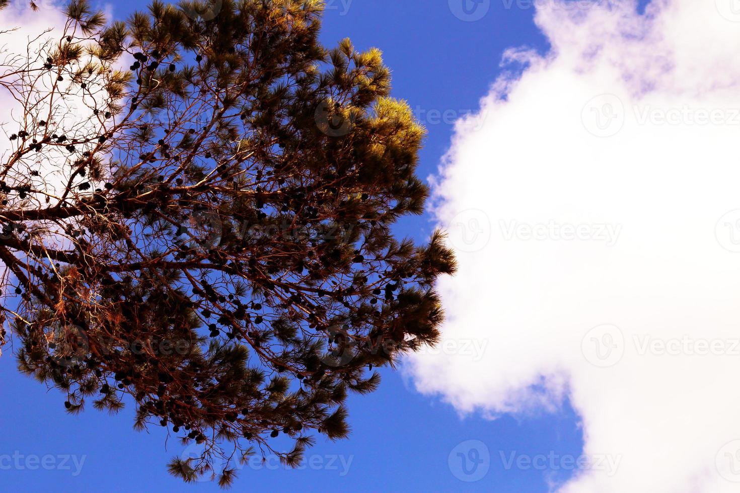 Bottom view of a red tree with clouds and blue sky in the background photo