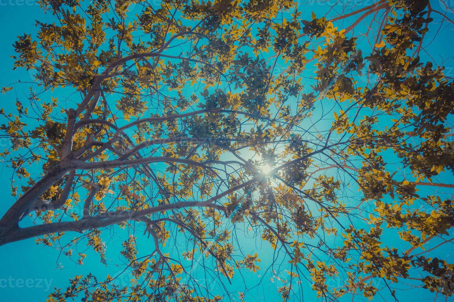 Sun breaks through the branches photo