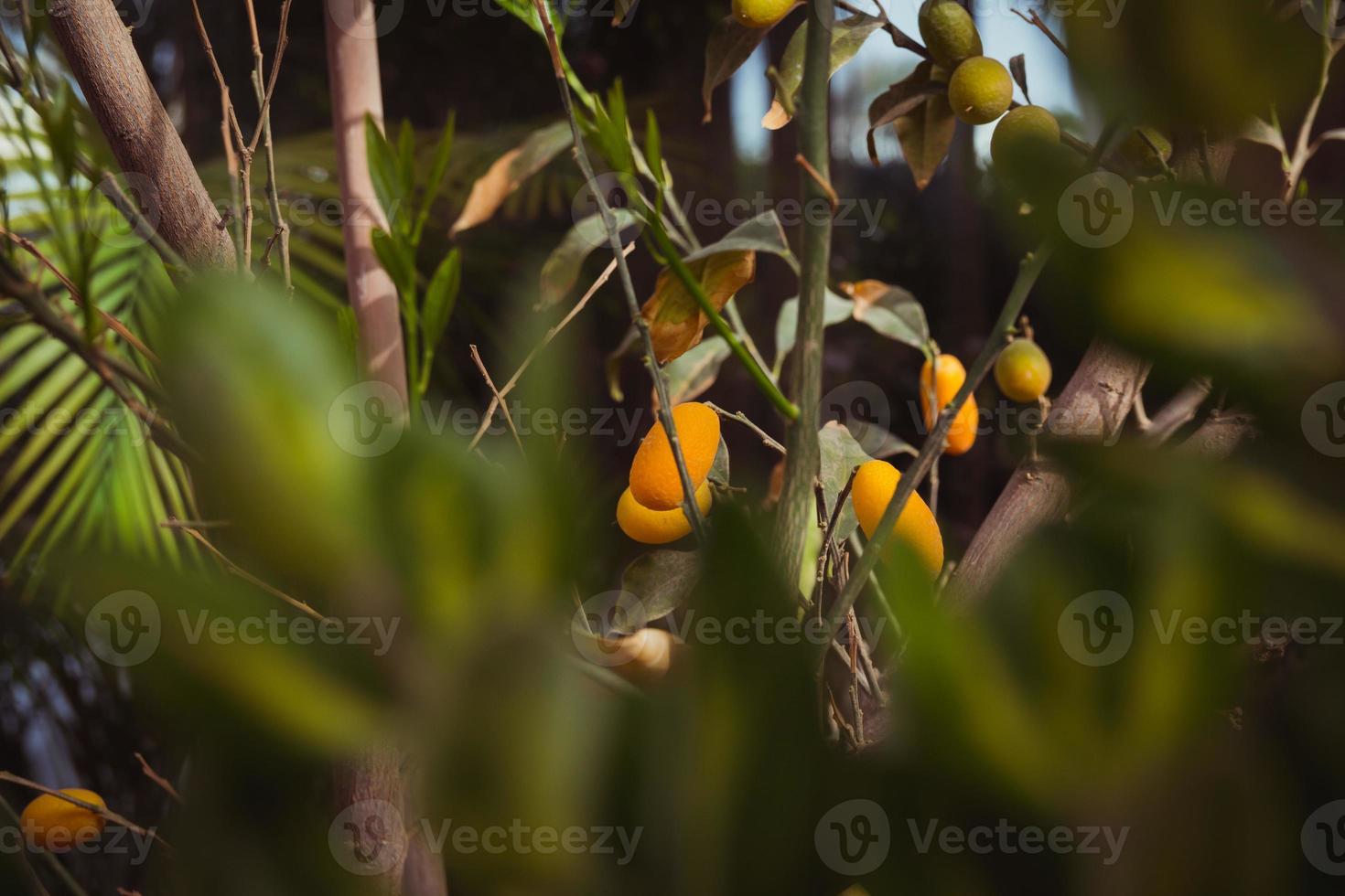 Oval kumquat tree with fruits photo