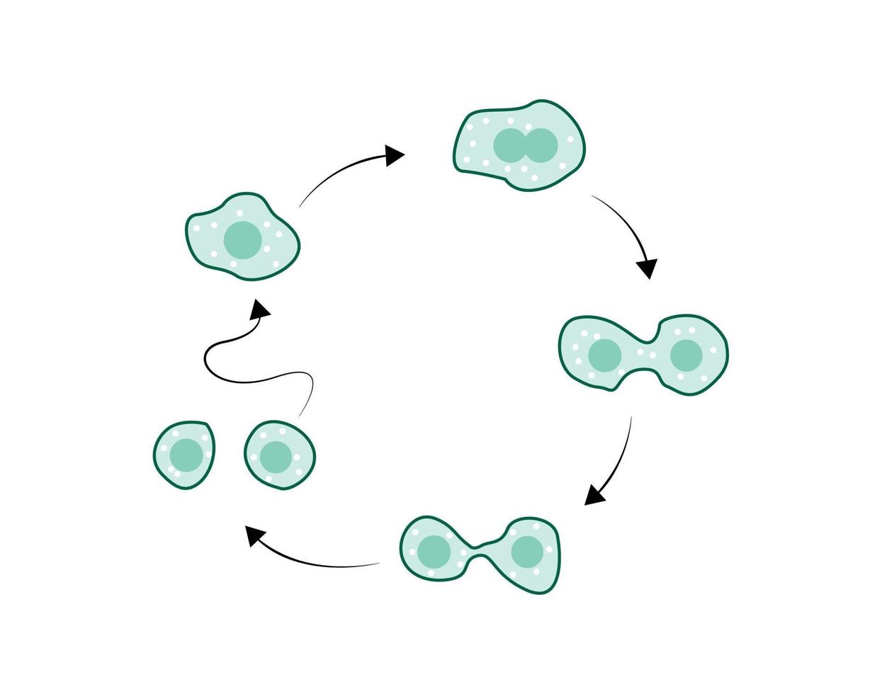 simple illustration of amoeba reproduction, illustration of amoeba dividing into two vector